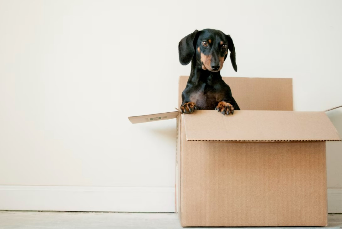 Moving into a New Home? Follow These 9 Tips