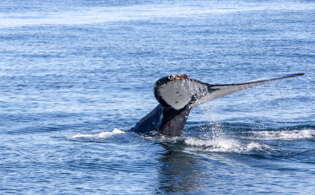 Coastal Marvels: Must-See Whale Watching Havens in Australia